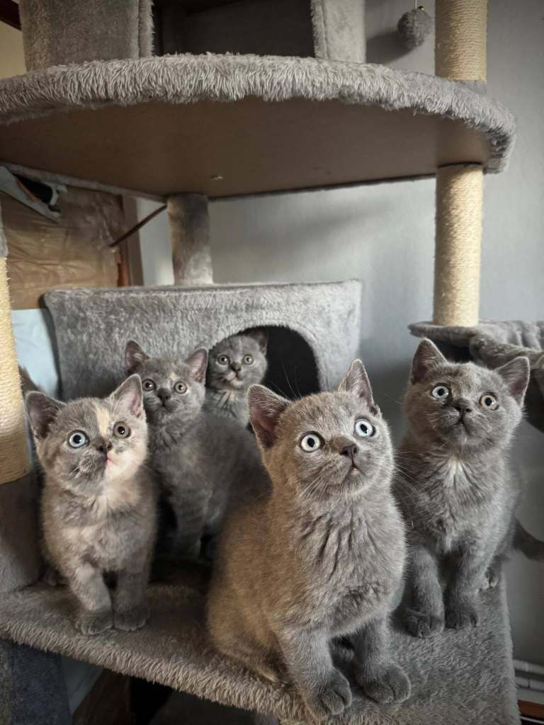 Gorgeous British Shorthair 