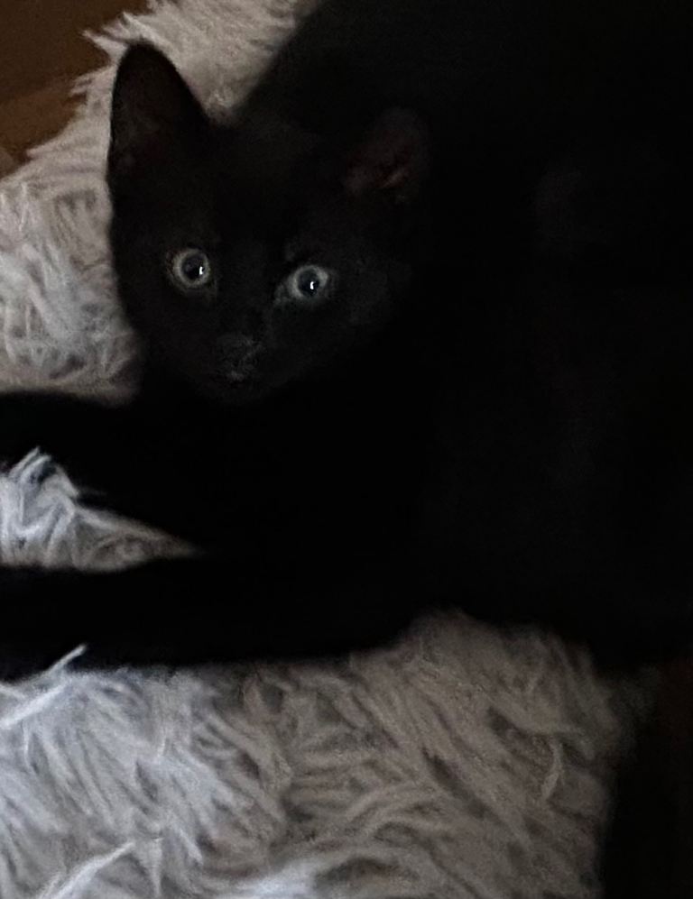 Gorgeous Ojo azule mixed kittens 