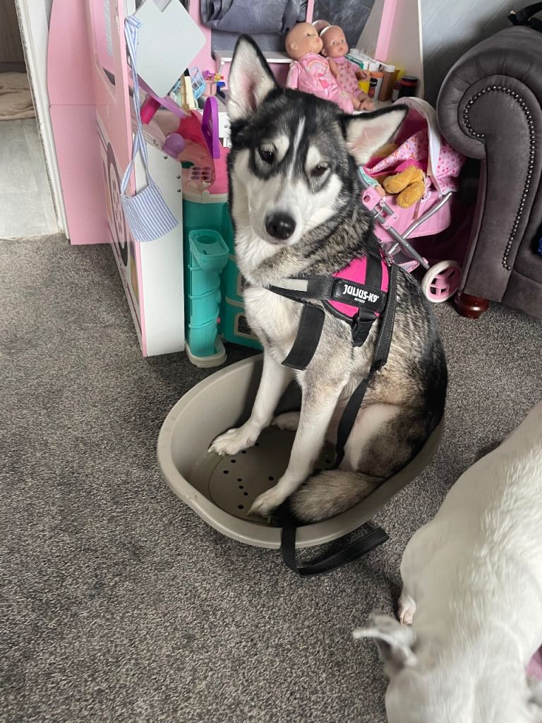 Siberianhusky