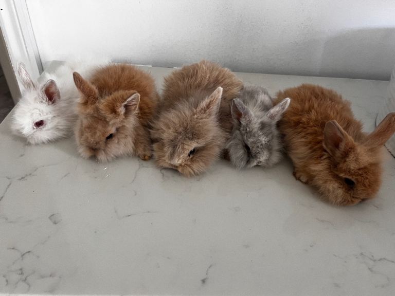 Mini lop and lion