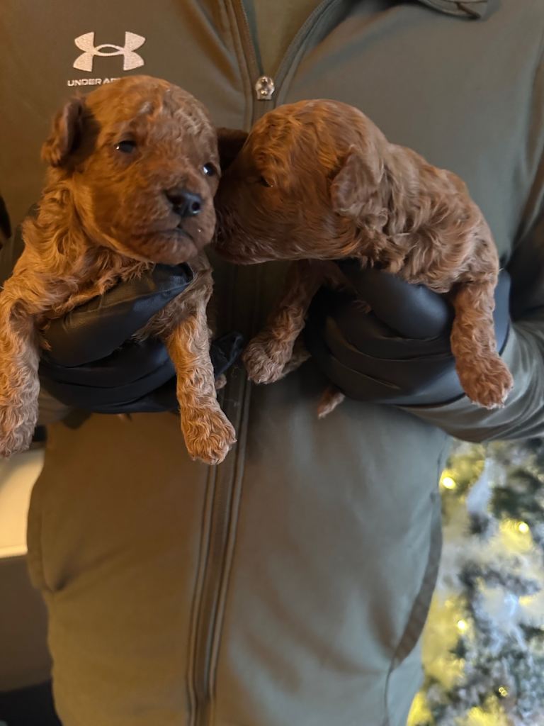 2 BOYS LEFT kc registered deep red toy poodles