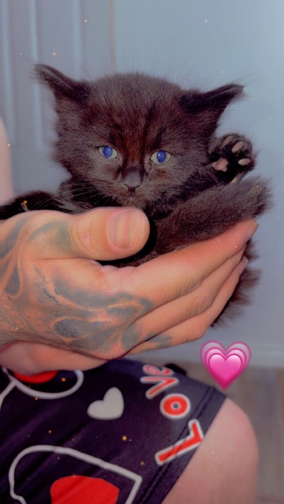 2 females kittens
