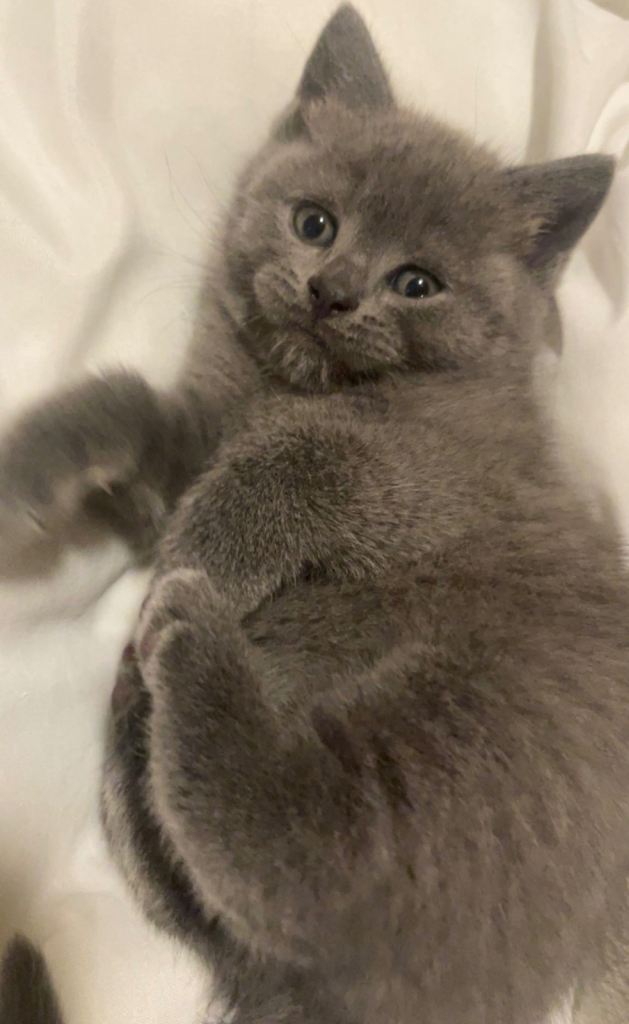 1 left!!!! British short hair kittens for sale!!! 