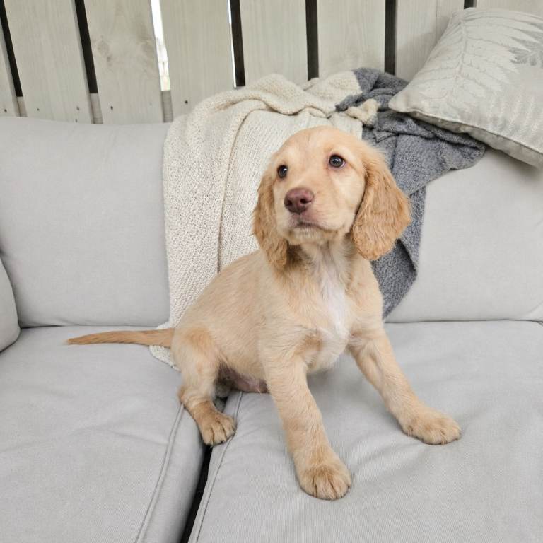 Cockapoo puppies  