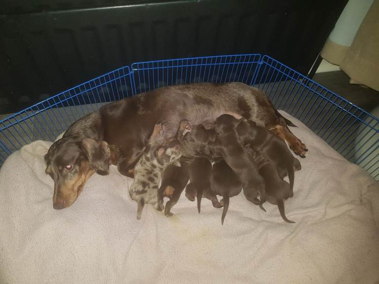 Miniature dashshund puppies