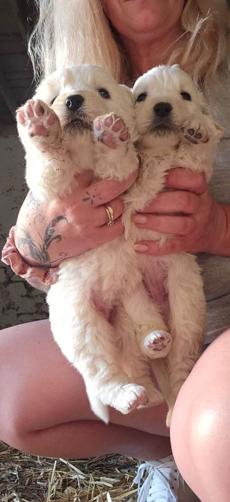 Polish tatra mountain sheepdog