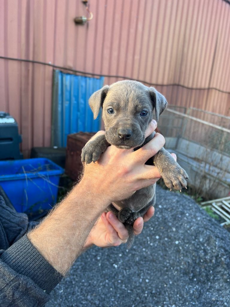 Cane Corso hybrid cross 