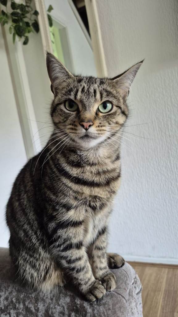 Lovely Indoor Cat Looking for a New Home – Meet Sky