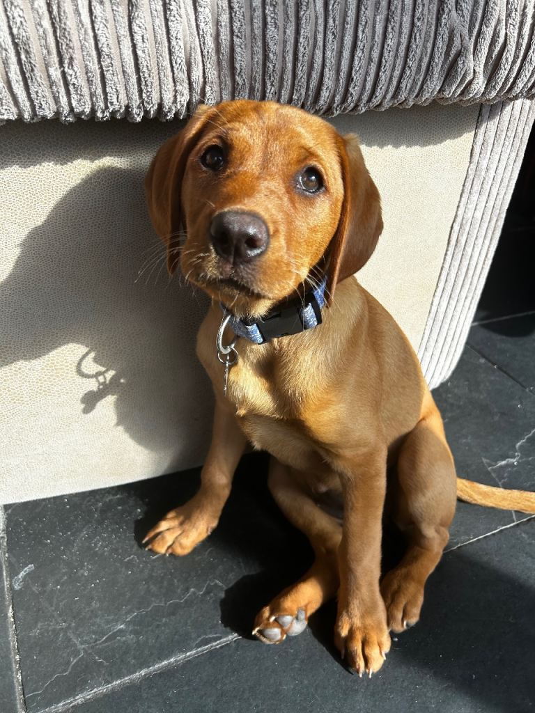 Fox red Labrador puppy - Mabel
