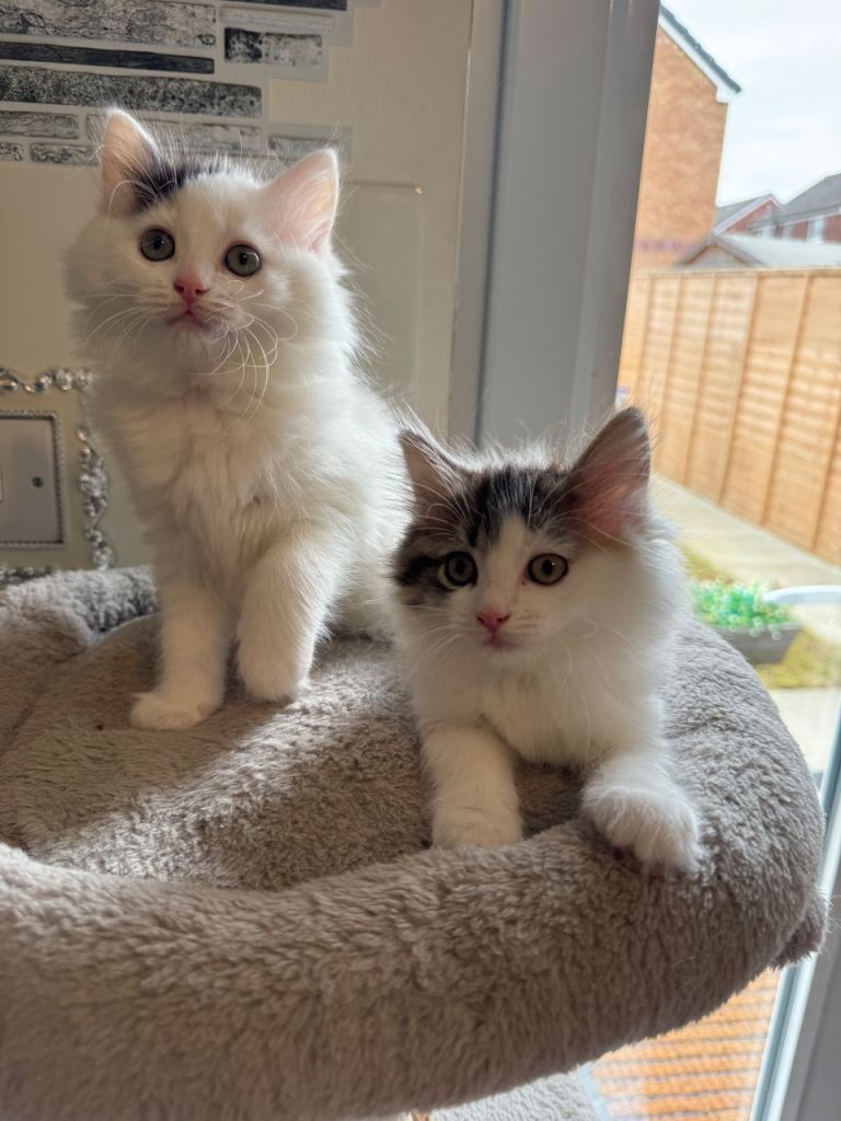 Beautiful Ragdolls kittens