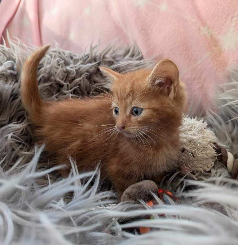 Pretty British Blue x kittens   **from £80***