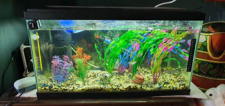 fish tank 2ft 
