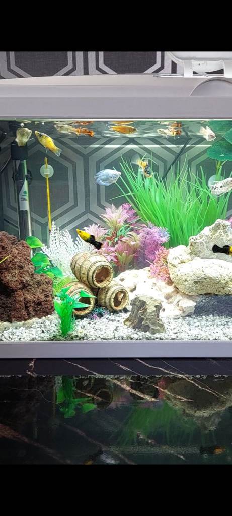 Assorted Tropical fish for sale