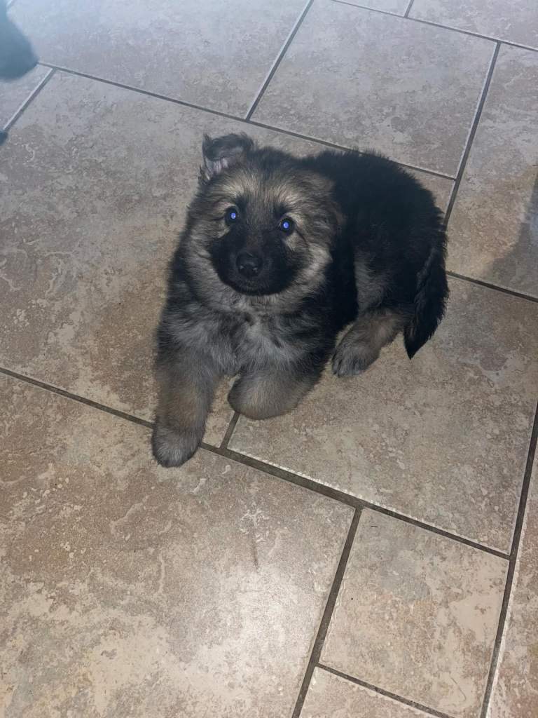 German shepherd puppies 