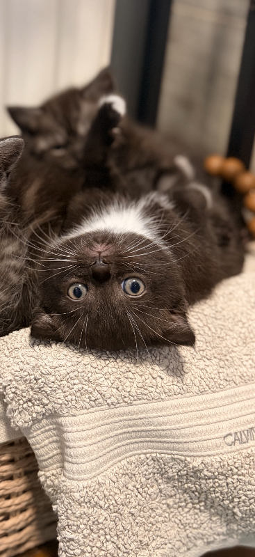Beautiful British  shorthair X kittens 