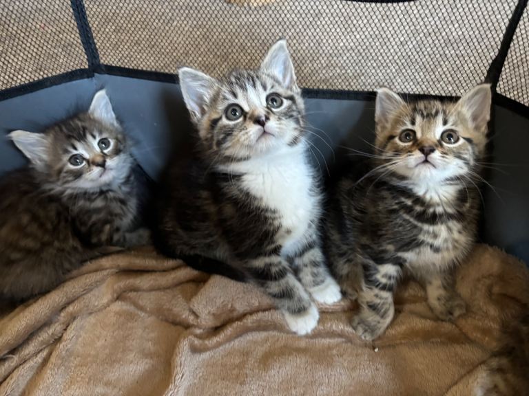 Kittens for sale 