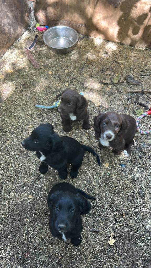 Sprocker Spaniel Puppies for sale