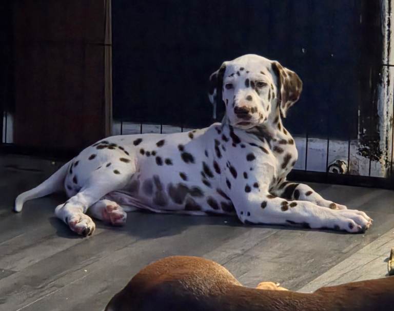 Dalmatians (1 left) READY TO LEAVE  