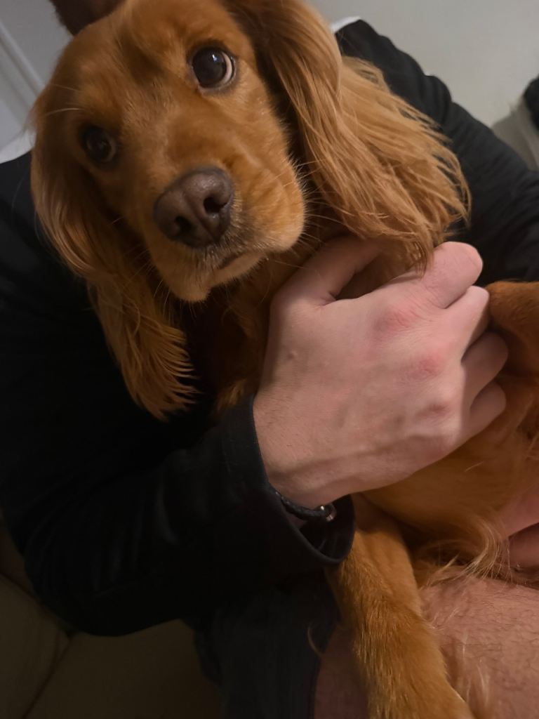 Male cocker spaniel 5 years old