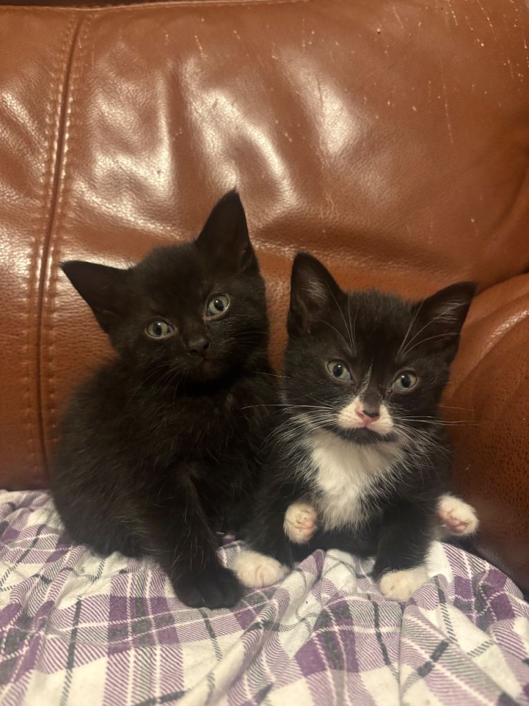 3 kittens for sale (8 weeks) 