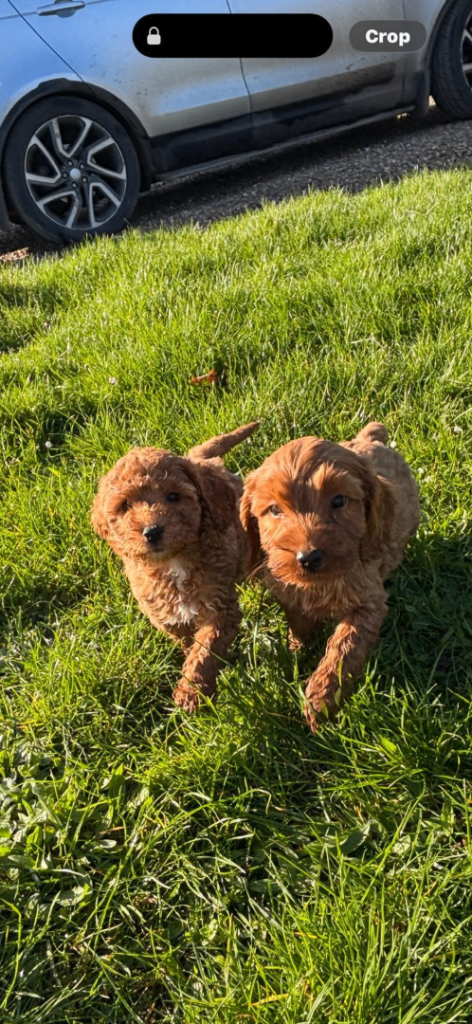 Beautiful cockerpoo puppies