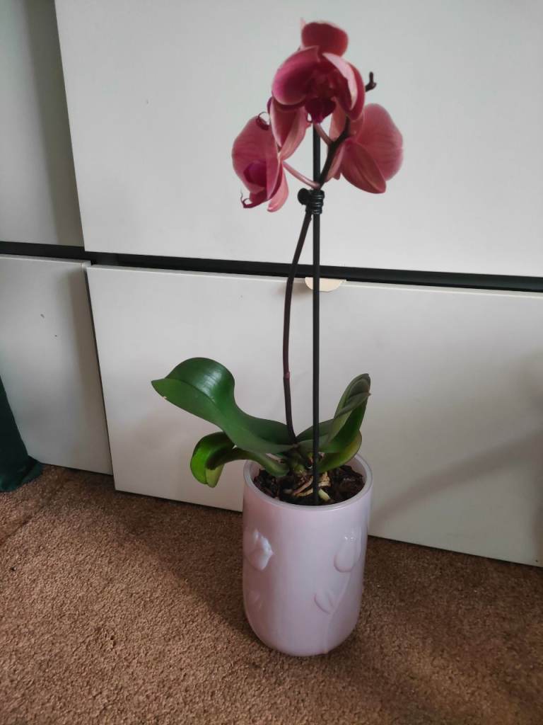 Lovely Pink Ceramic Plant Pot with Embossed Tulips