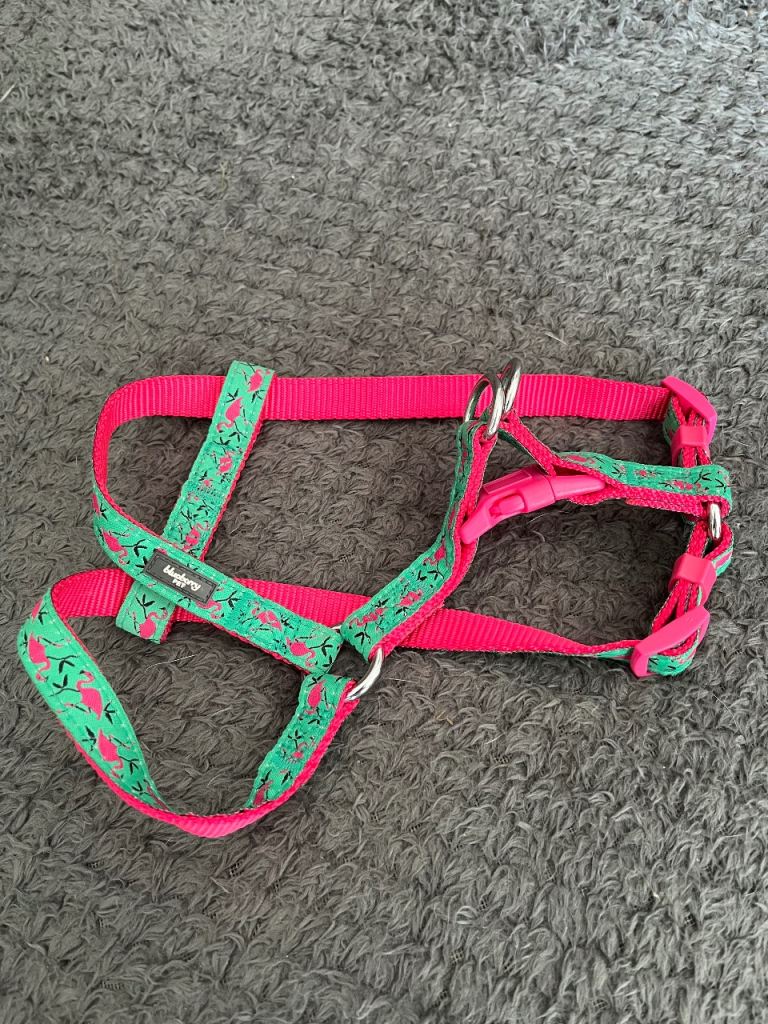 Small dog harness