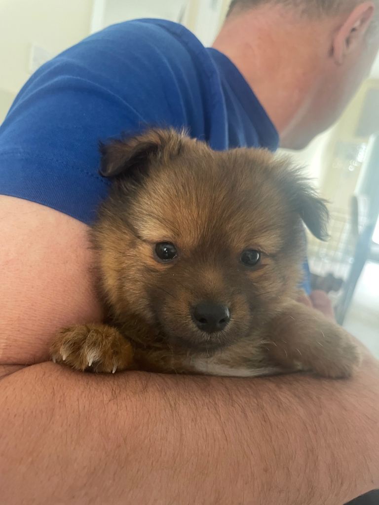 Ready to leave German Spitz puppies 
