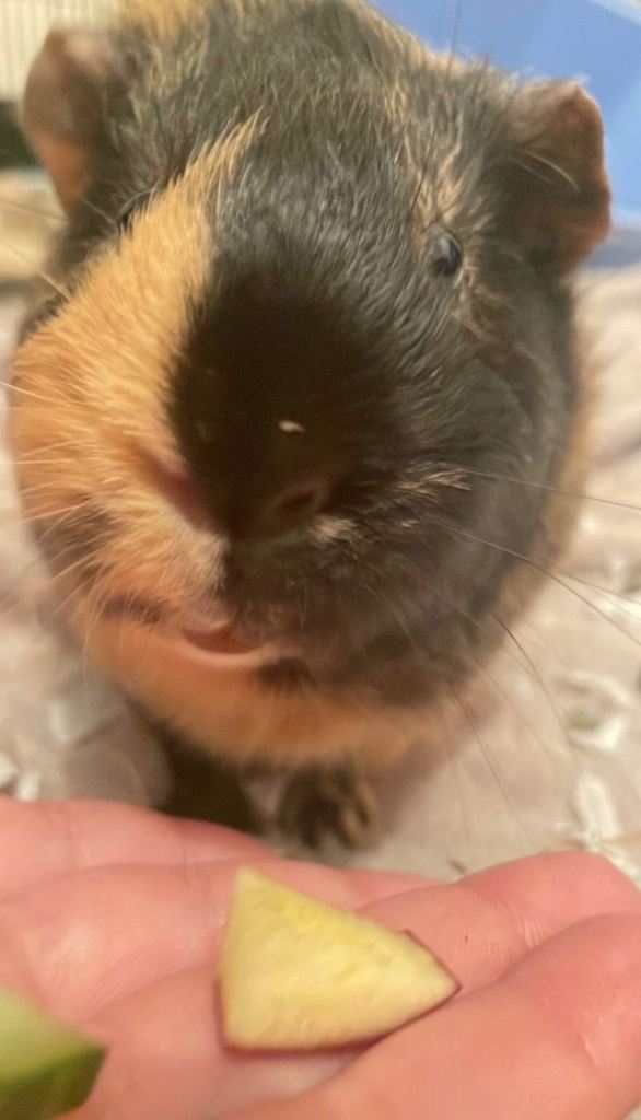Guinea Pigs to Rehome