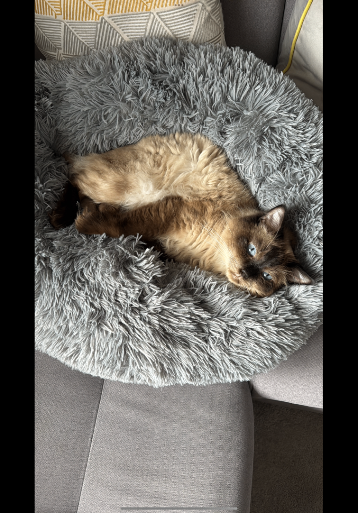 Ragdoll cat male seal colour adult