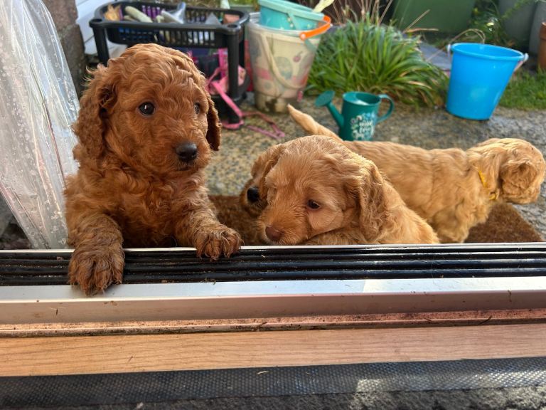 Cockapoo Puppys 