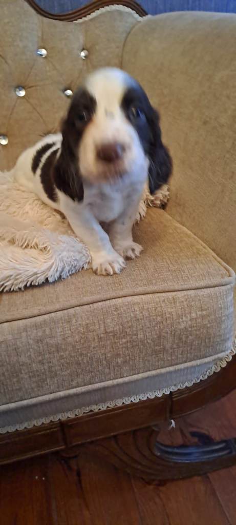 Kc cocker spaniel pups.