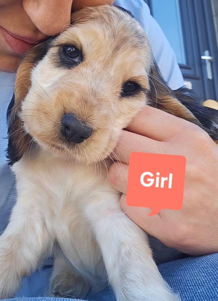 READY TO GO Show Cocker Spaniel Puppies