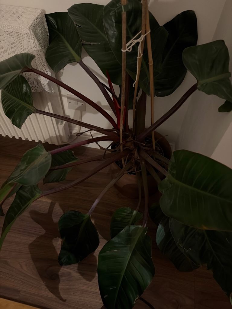 Large Philodendron (bigger spread)