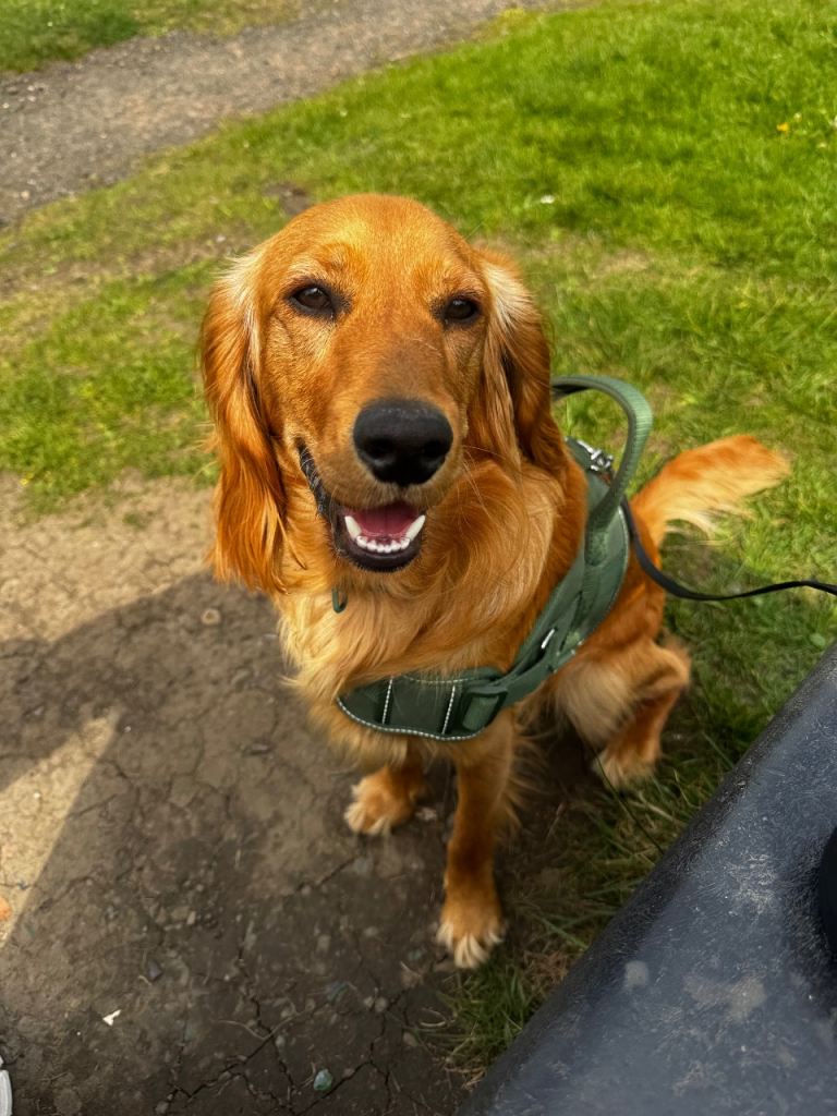 Young cocker / retriever mix breed  