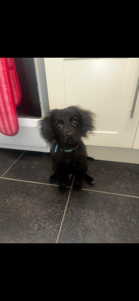 Puppy Pomeranian/ cocker spaniel 15 week old puppy pup dog puppie