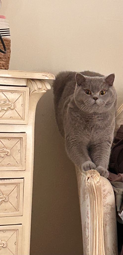 Lilac GCCF BSH Male 1yr 