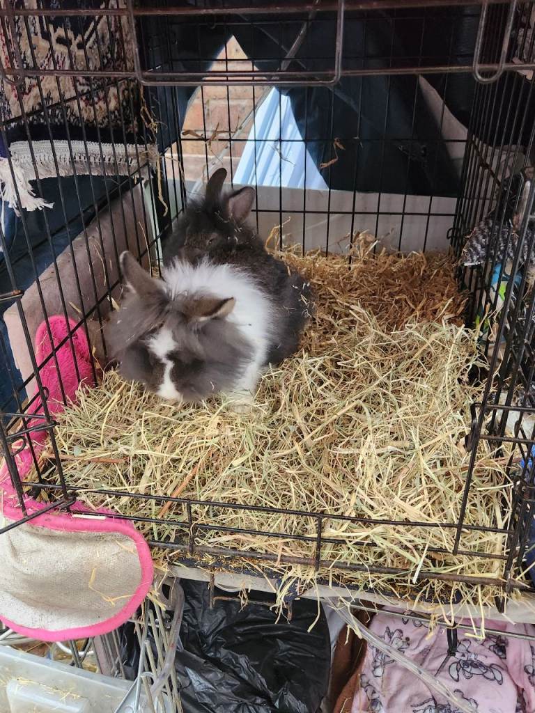 Beautiful Lionhead Rabbit
