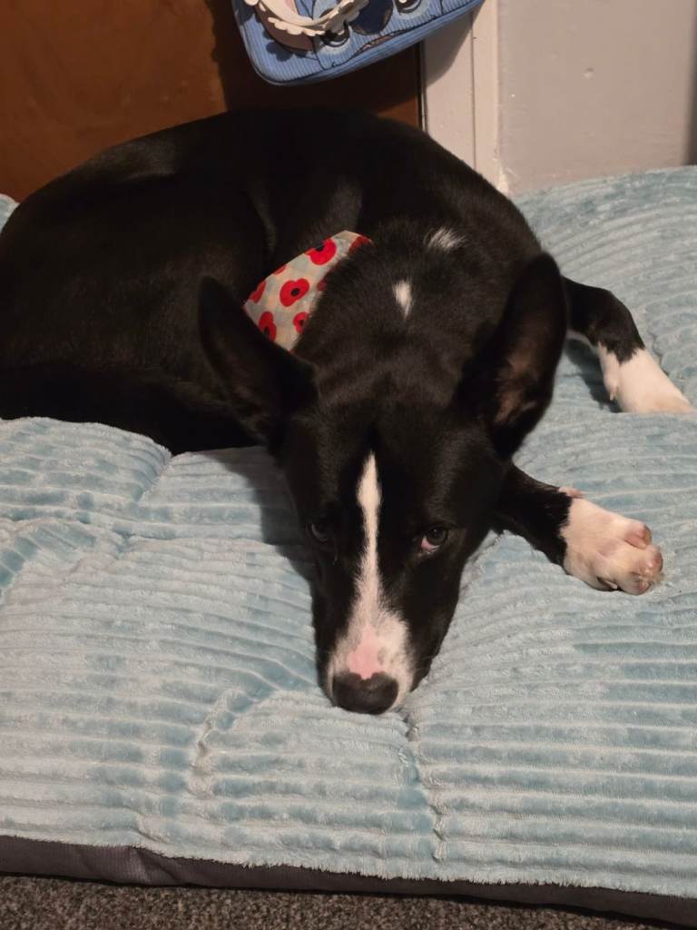 Collie cross German Shepherd