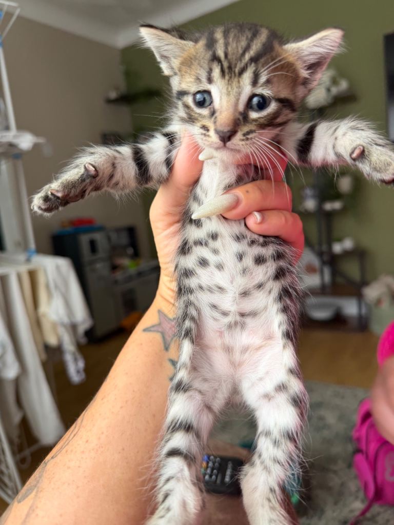 Bengal X kittens 