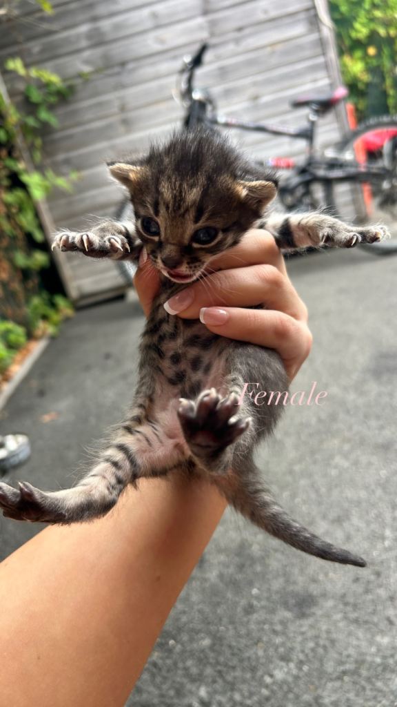 Kittens 