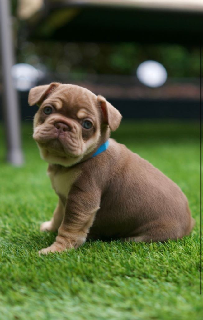 French Bull dog puppies 