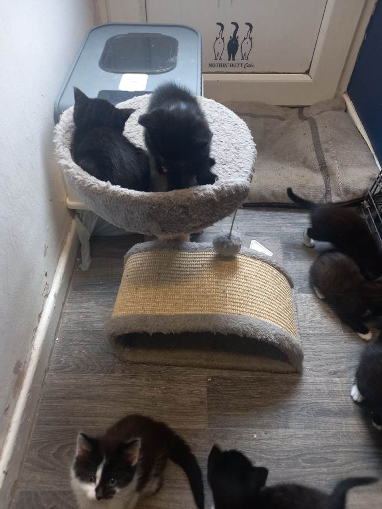 KITTENS FOR SALE