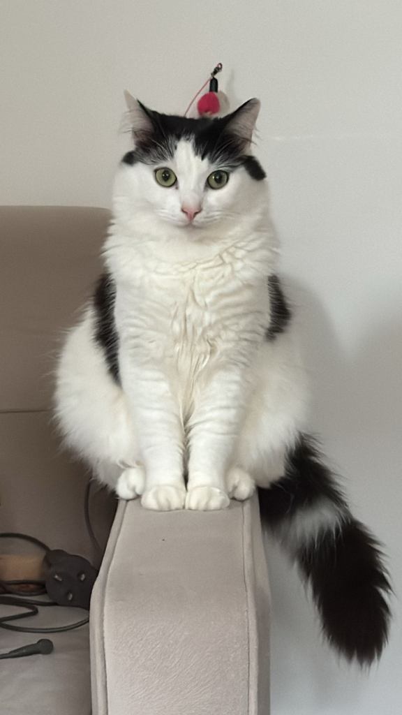 2 male and 1 female cats