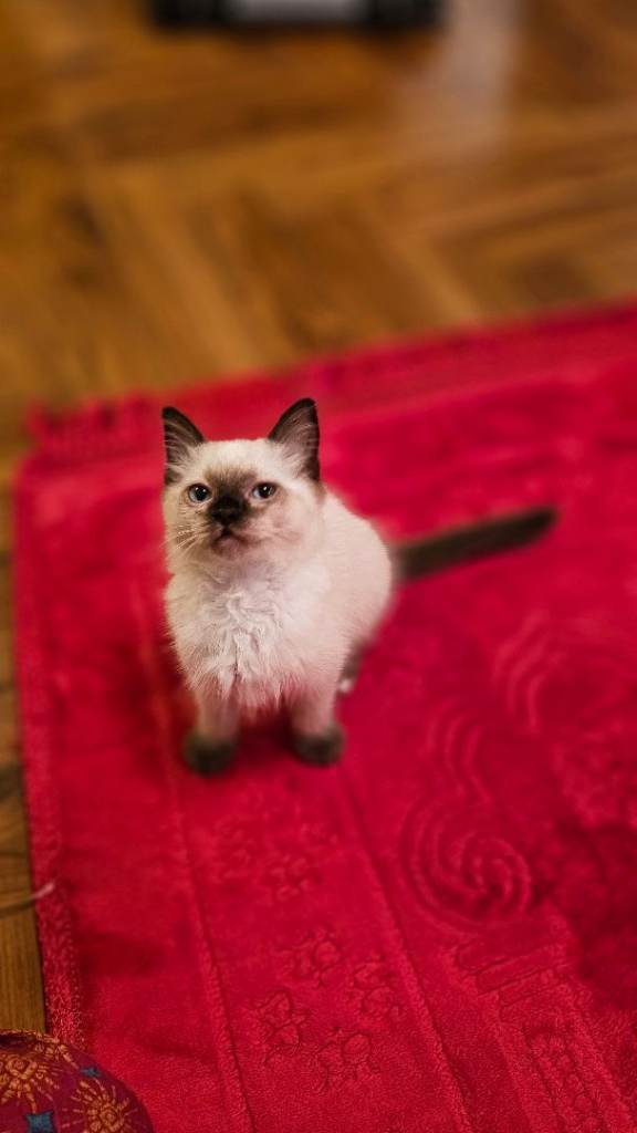 Finding home for Milo