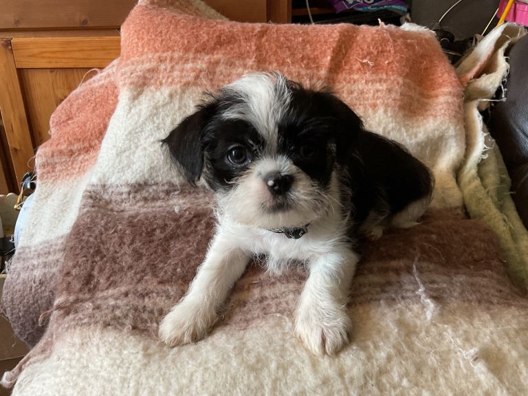 1 beautiful malshi puppy - ready to go! Shih tzu x Maltese 