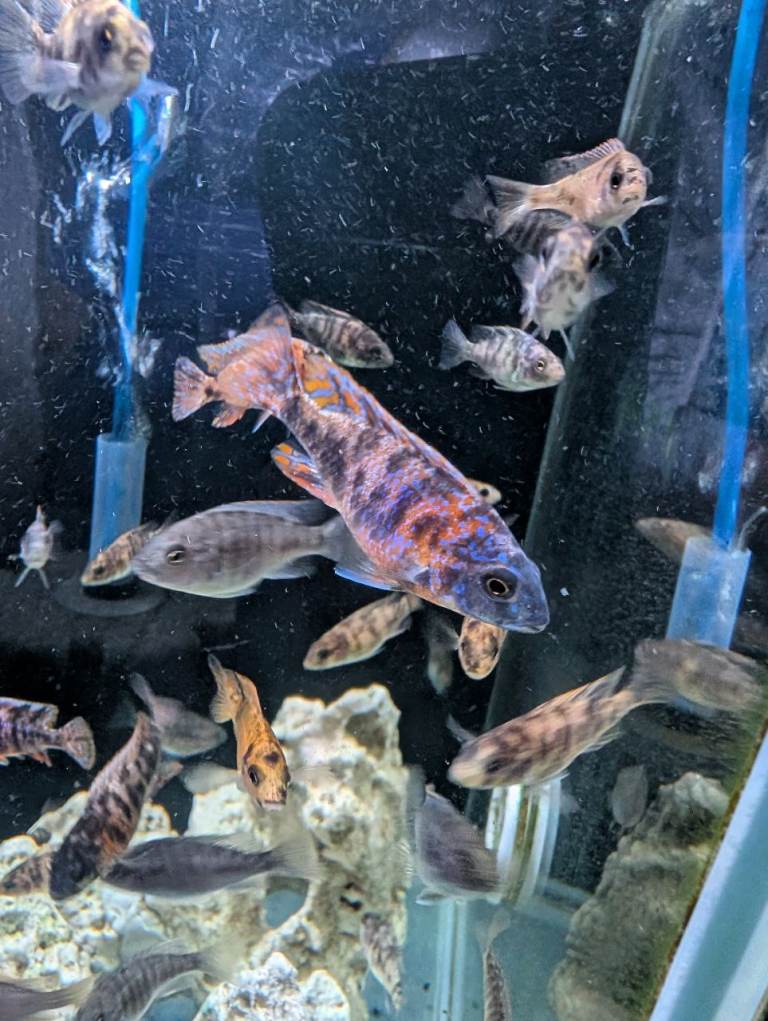 Aulonacara cichlids (peacock) 