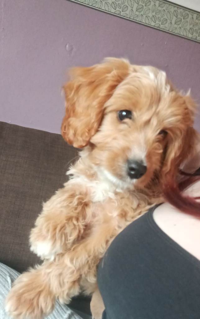 11 week old female cockapoo