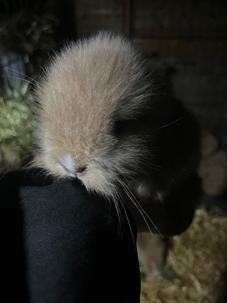 Lionhead Rabbits 