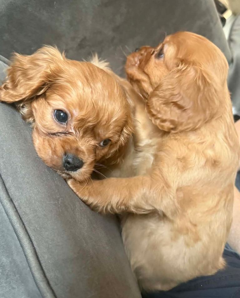 Ruby cavalier King Charles puppies
